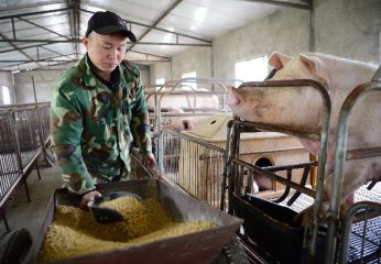 Chinese vice premier stresses all-out efforts in restoring hog production