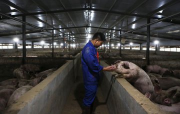 Xinhua Headlines: Modernizing Chinas pig farming industry