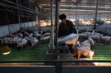 Chinas pig herd rebounds in November