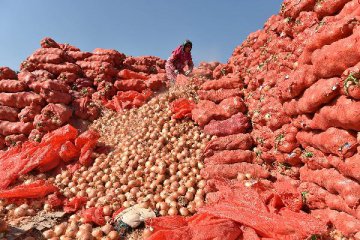Demand of Chinese onions surges in Nepal amid import shortage