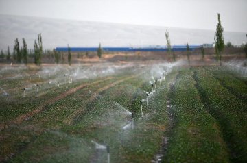 Qatar, China cooperate in digital water-saving irrigation