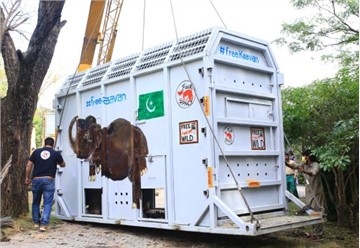 Wildlife on board: DHL safely relocates "the world’s loneliest elephant"